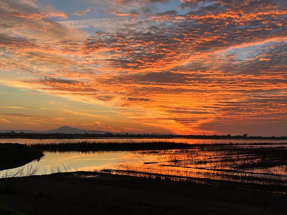 Photo of sunset during the Lodi Sandhill Crane Festival