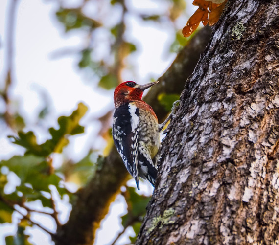 Sonoma SHP (red-breasted sapsucker)