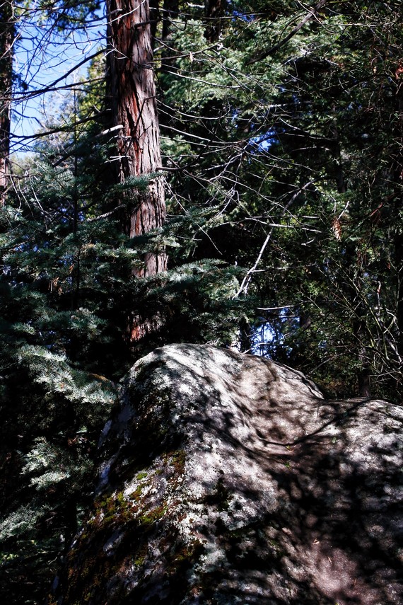 Cuyamaca Rancho SP (great rock and white fir)