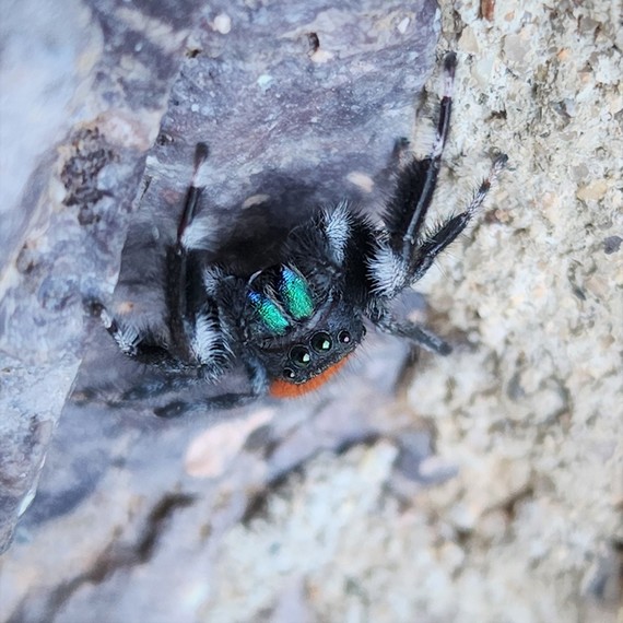 UC Davis Professors Ask Public to Help Name New Spider Species