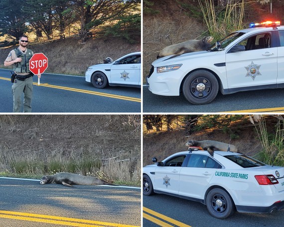 Sonoma-Mendo Coast District (bushes sea lion collage)