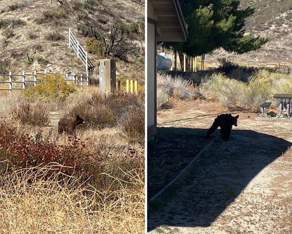 Hungry Valley SVRA (bear collage)