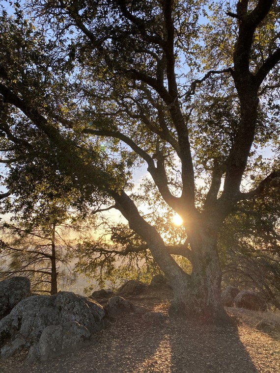 Mount Diablo SP_oak tree at sunset