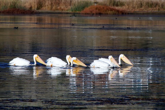 Cuyamaca Pelicans