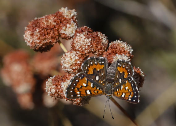 Cuyamaca Rancho SP (Metalmark butterfly)
