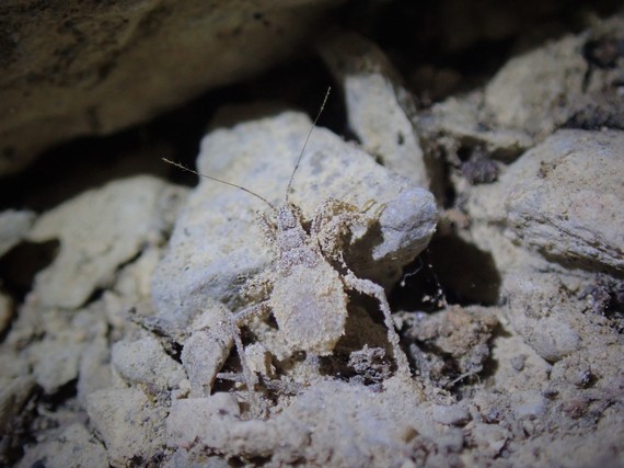 Providence Mountains SRA (cave insect)