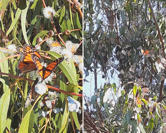 Montana de Oro SP (monarch butterfly collage)