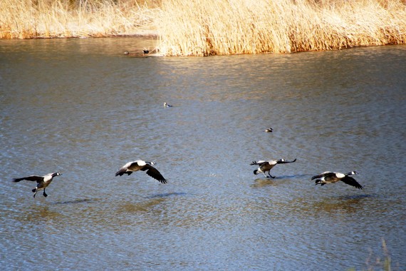 Cuyamaca Rancho SP (Canada geese)