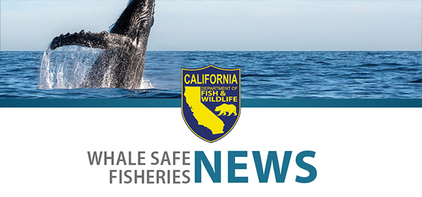 Header with humpback whale breaching water at top and CDFW logo and Whale Safe Fisheries at bottom.