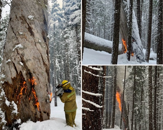 Plumas-Eureka SP (prescribed burn collage)