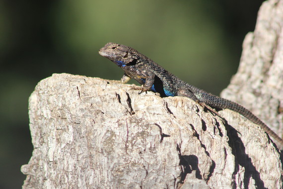 Indian Grinding Rock SHP (Western Fence lizard on rock)
