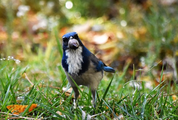 Sonoma SHP (Califonria scrub-jay)