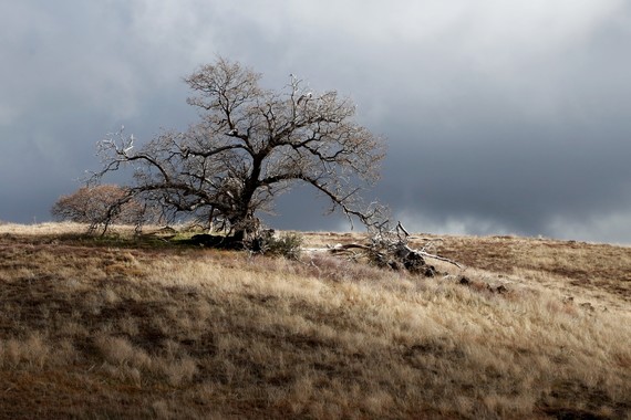 Cuyamaca Rancho SP (black oak tree)