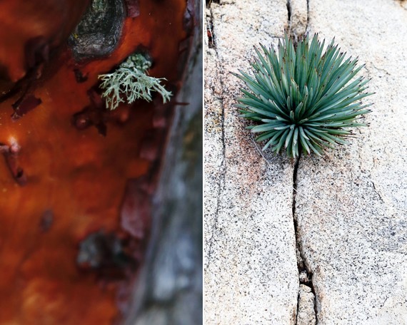Cuyamaca Rancho SP (Collage)