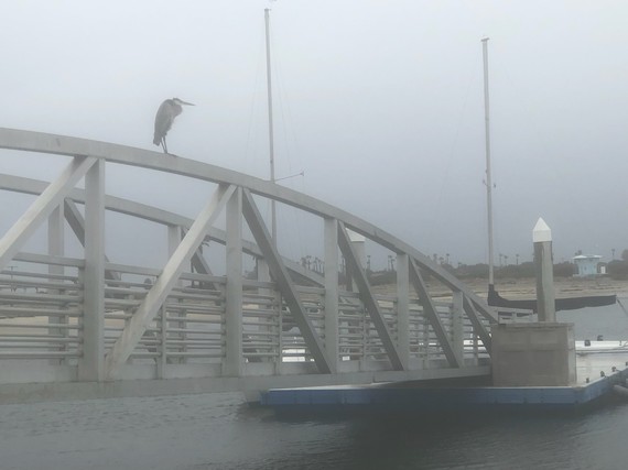 Silver Strand SB (Grey heron)