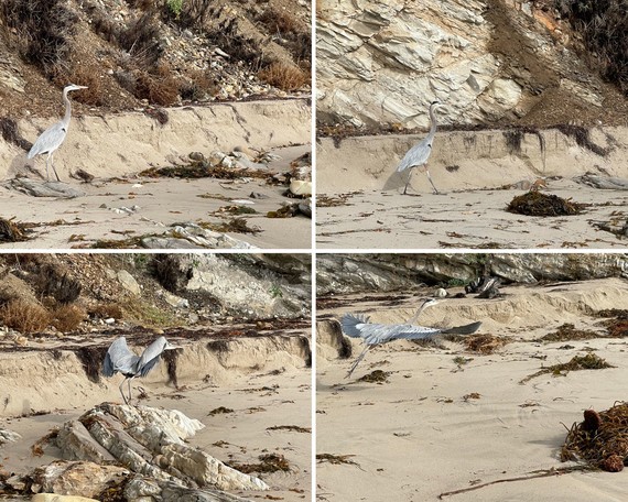 El Capitan SB (great blue heron collage)