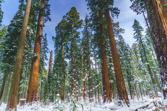 Calaveras Big Trees SP_snow