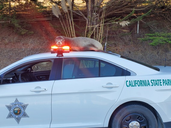 Sonoma-Mendo stranded sea lion 