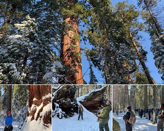 Calaveras Big Trees SP_Giant Sequoia Coalition_collage 2