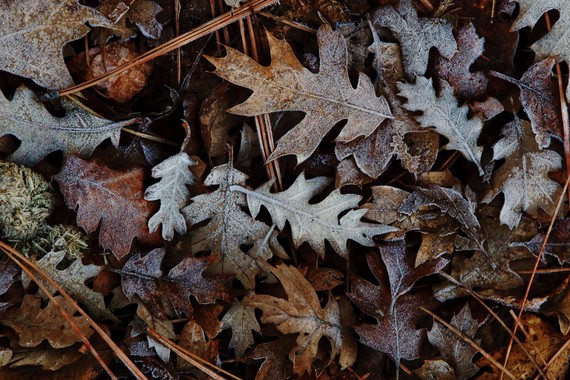 Cuyamaca Rancho SP_frozen leaves