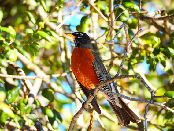 Sonoma SHP_American robin