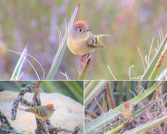 Providence Mountains SRA_Ruby-crowned Kinglet collage