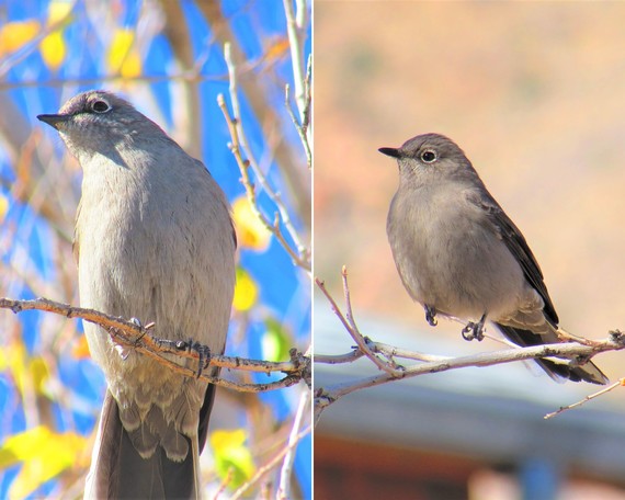 Providence Mountains SRA_Townsend's Solitaires collage 