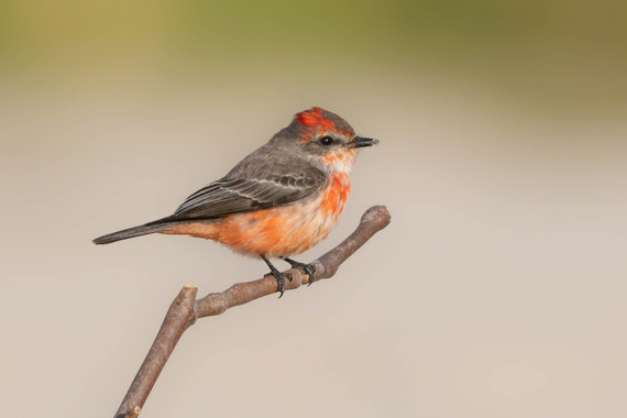 Vermillion Flycatcher Sophie Cameron