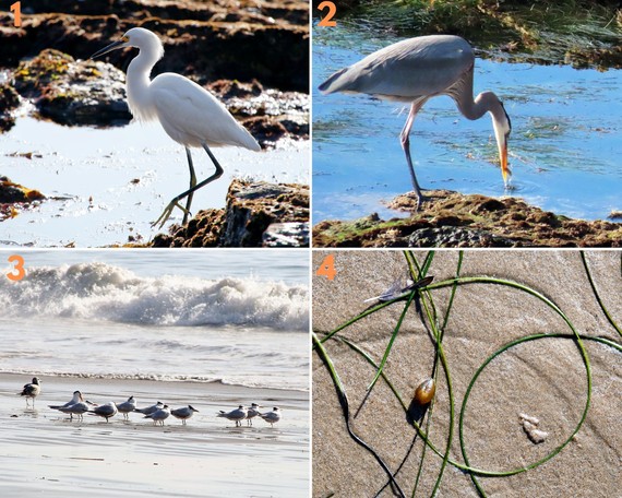 Crystal Cove SP (bird collage)