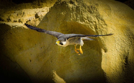 Torrey Pines SNR (Peregrine Falcon flying)