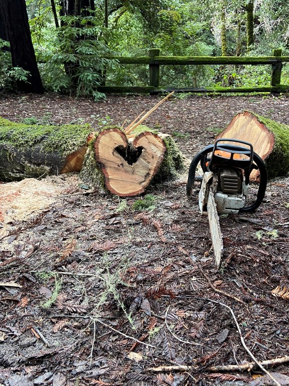 Portola Redwoods SP (tree cut with heart)