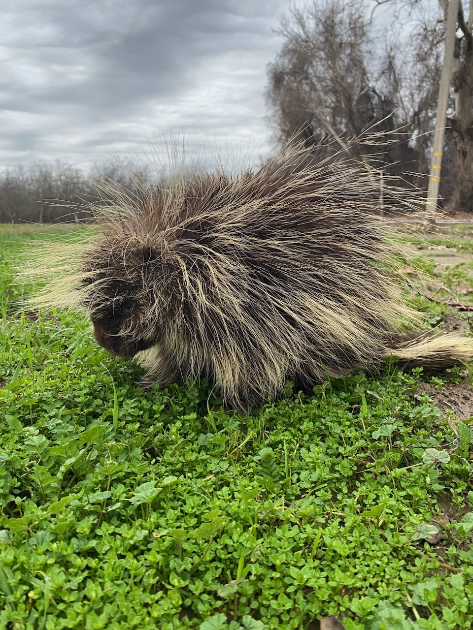 Bidwell-Sacramento River SP (Porcupine drying)