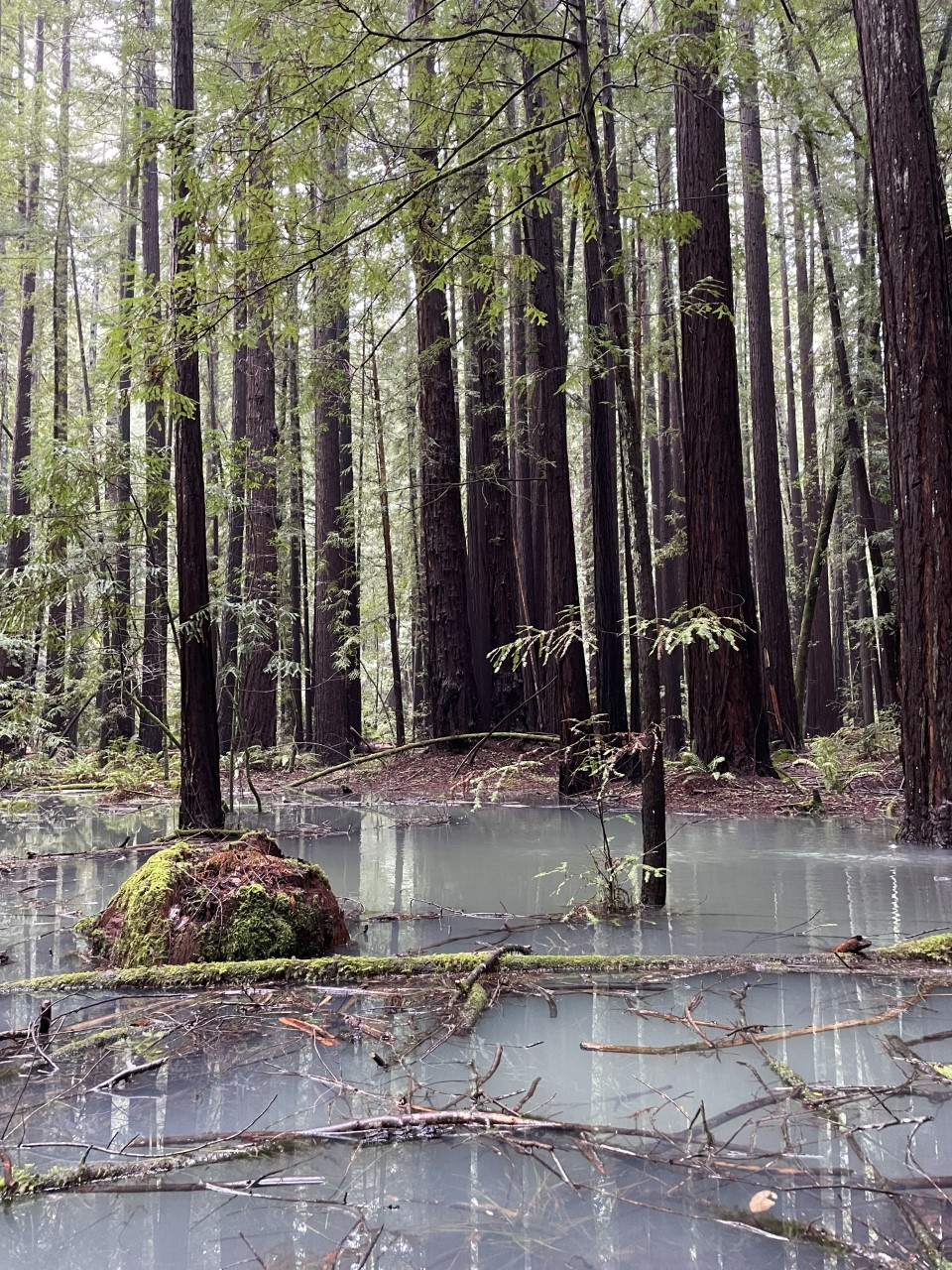 Armstrong Redwoods SNR (after heavy rains)