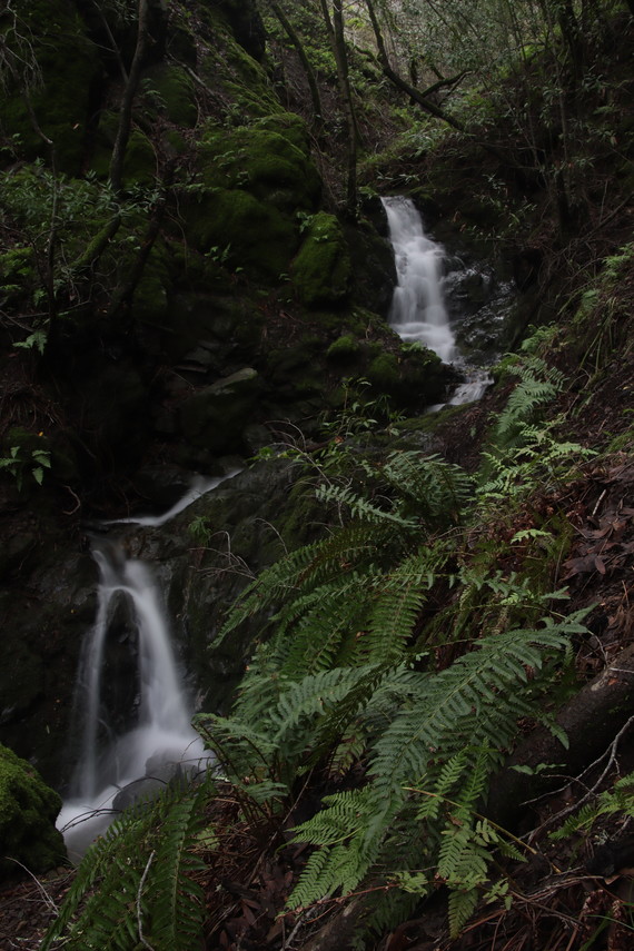 Mt Tam SP (after recent rains)