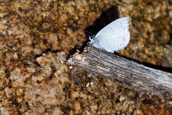Cuyamaca Rancho SP (Spring azure butterfly)