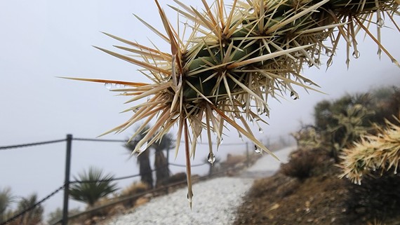 Providence Mountains SRA (rain on a cholla)