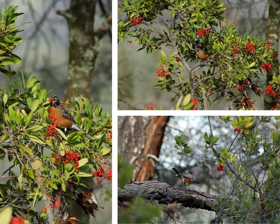 Folsom Lake SRA_Robin