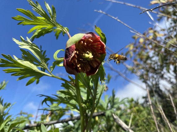 Julia Pfeiffer Burns