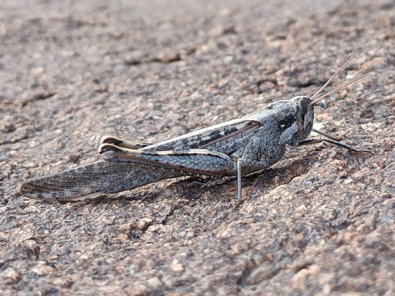 Ocotillo Wells SVRA (gray bird grasshopper)