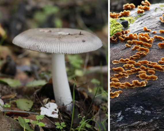 Folsom Lake SRA (mushrooms collage)