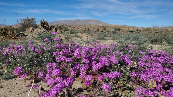 Anza Borrego Desert SP (wildflowers)