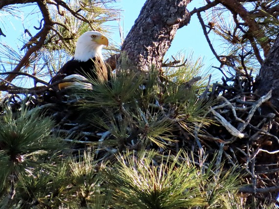 Cuyamaca Rancho SP (bald eagle)