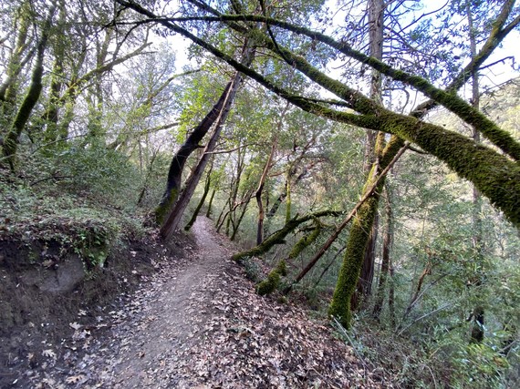 South Yuba River State Park (along jones bar trail)