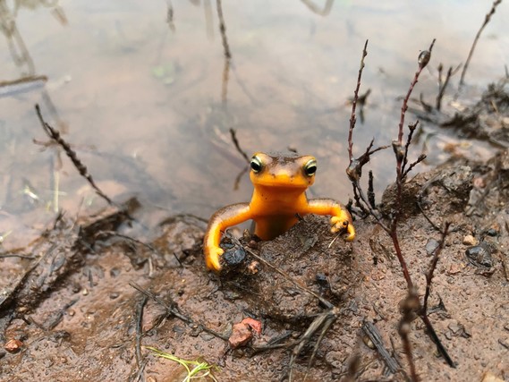 Trione-Annadel SP (California Newt)