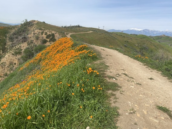 Chino Hills SP_poppies on Ban Ridge Trail