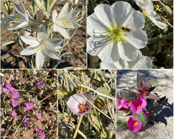 Anza-Borrego Desert SP wildflowers collage
