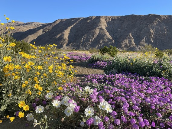 Anza-Borrego Desert SP_Coyote Canyon wildflowers