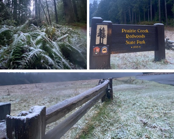 Prairie Creek Redwoods State Park_Snow