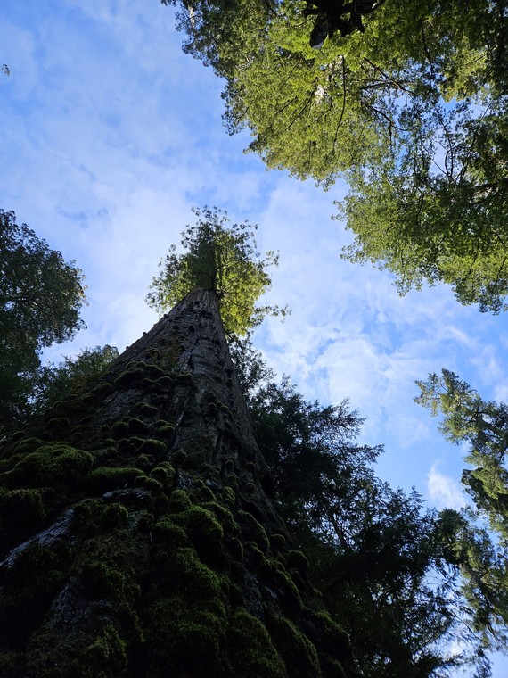 Jedediah Smith Redwoods SP_perfect redwood