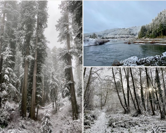 Jed Smith Redwoods SP (snow collage)